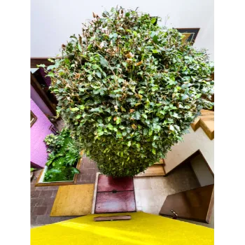Pomegranate Plant
